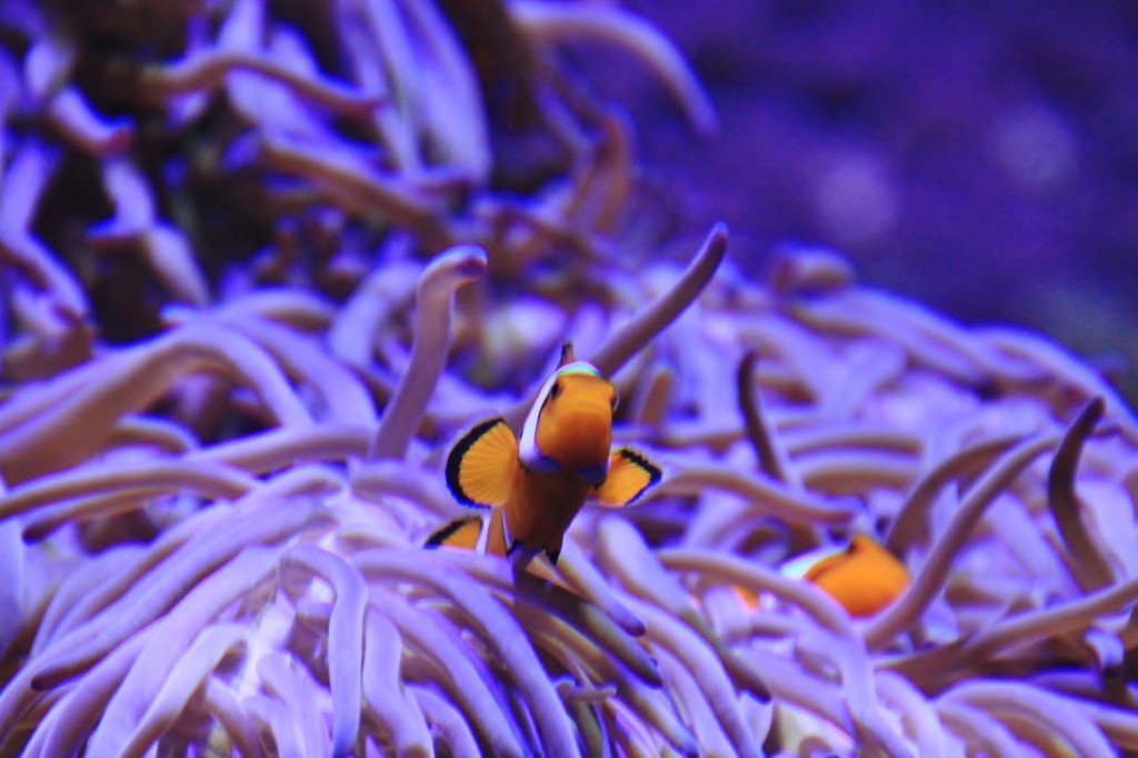 Foto: Acuario de Gijón - Gijón (Asturias), España