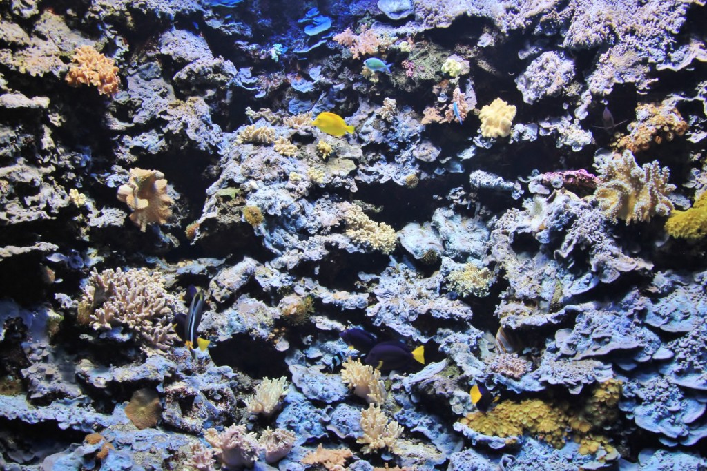 Foto: Acuario de Gijón - Gijón (Asturias), España