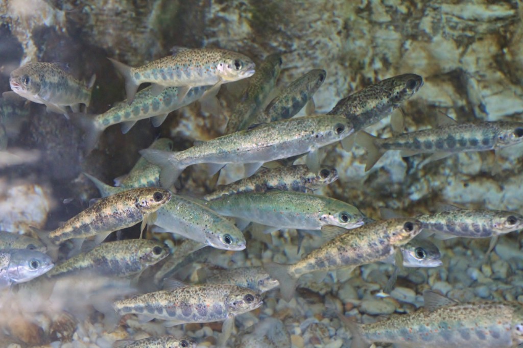 Foto: Acuario de Gijón - Gijón (Asturias), España