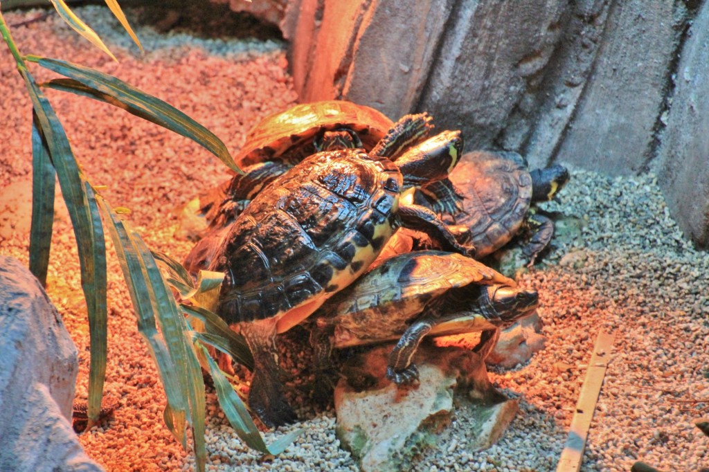 Foto: Acuario de Gijón - Gijón (Asturias), España