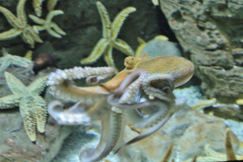 Foto: Acuario de Gijón - Gijón (Asturias), España