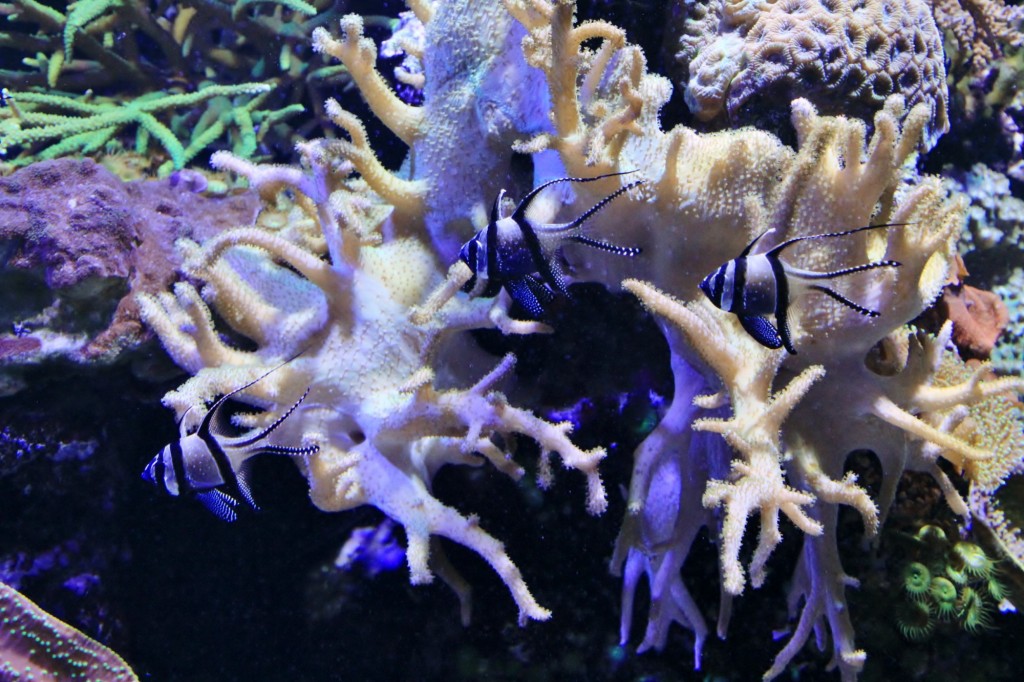 Foto: Acuario de Gijón - Gijón (Asturias), España