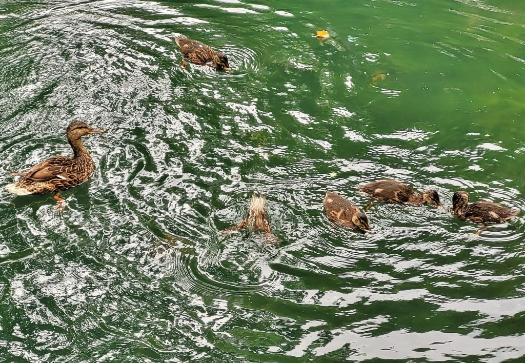 Foto: Jardín botánico Atlántico - Gijón (Asturias), España