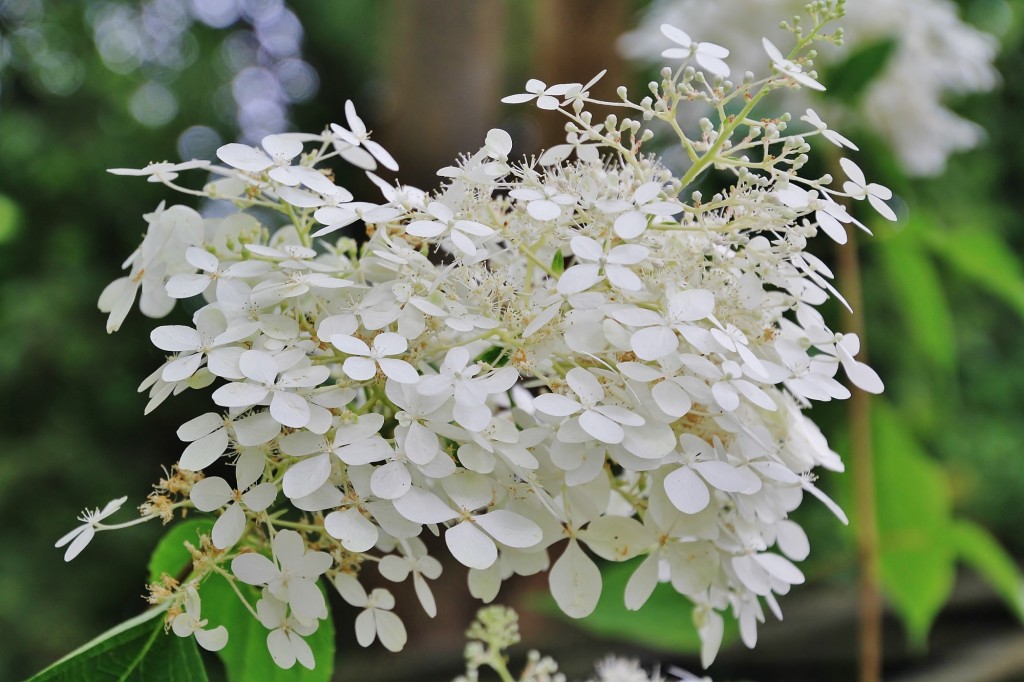 Foto: Jardín botánico Atlántico - Gijón (Asturias), España