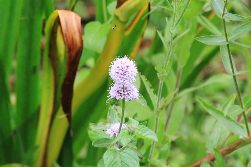 Foto: Jardín botánico Atlántico - Gijón (Asturias), España