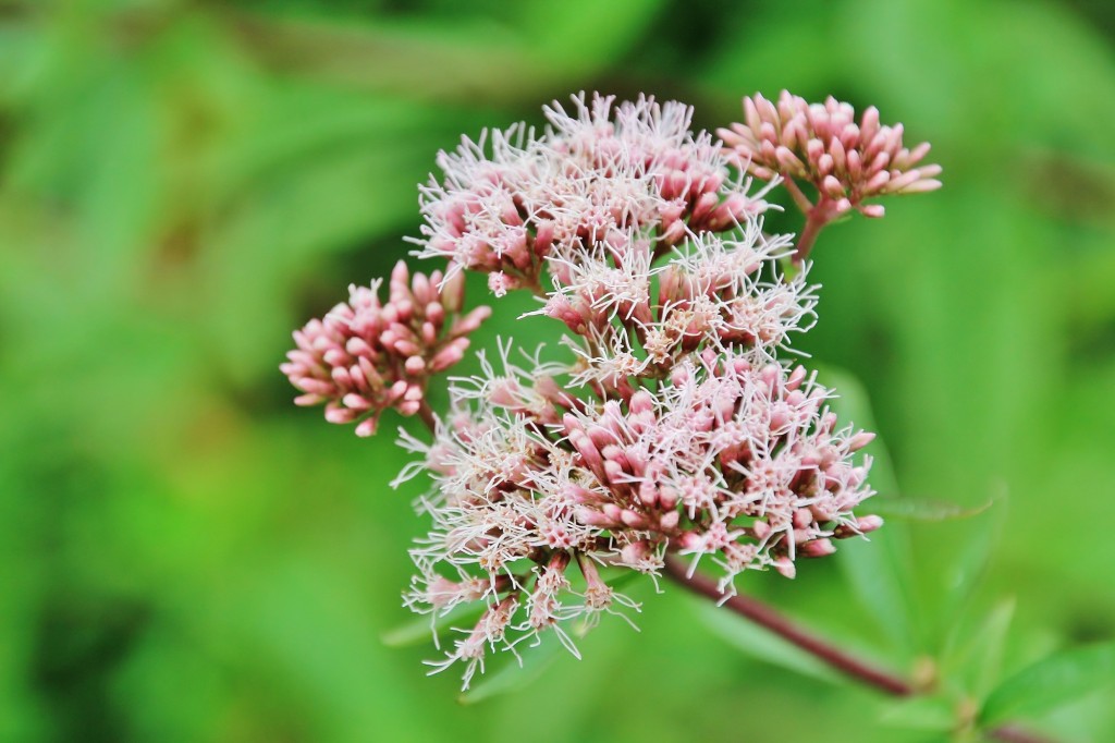 Foto: Jardín botánico Atlántico - Gijón (Asturias), España