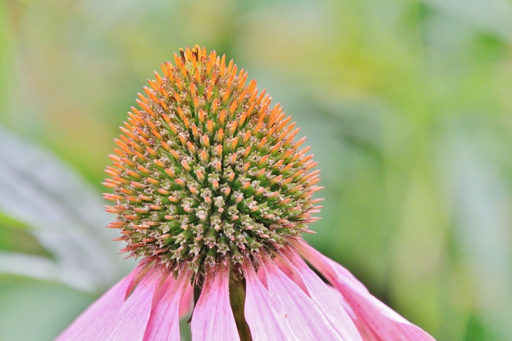 Foto: Jardín botánico Atlántico - Gijón (Asturias), España