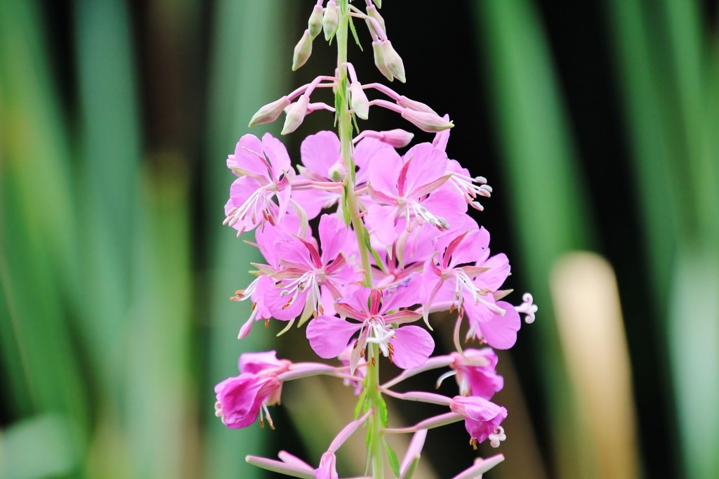 Foto: Jardín botánico Atlántico - Gijón (Asturias), España