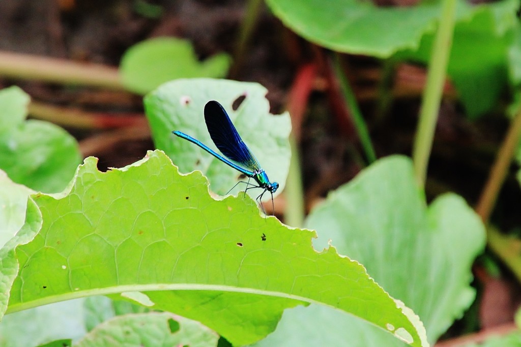 Foto: Jardín botánico Atlántico - Gijón (Asturias), España