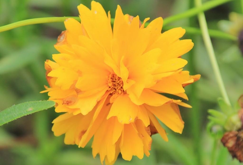 Foto: Jardín botánico Atlántico - Gijón (Asturias), España