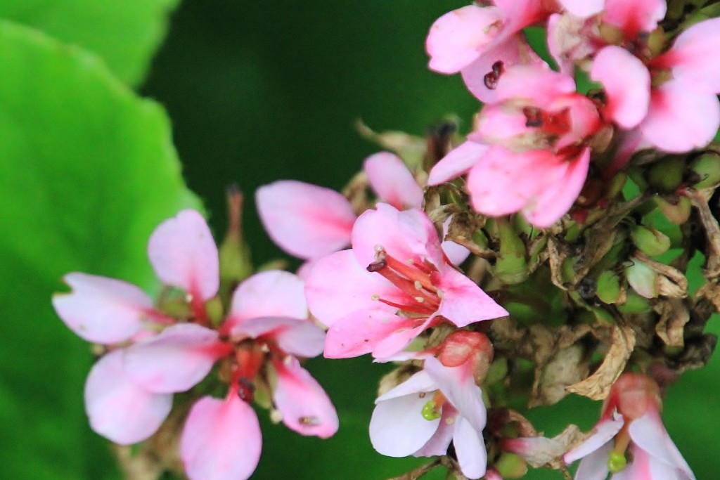 Foto: Jardín botánico Atlántico - Gijón (Asturias), España