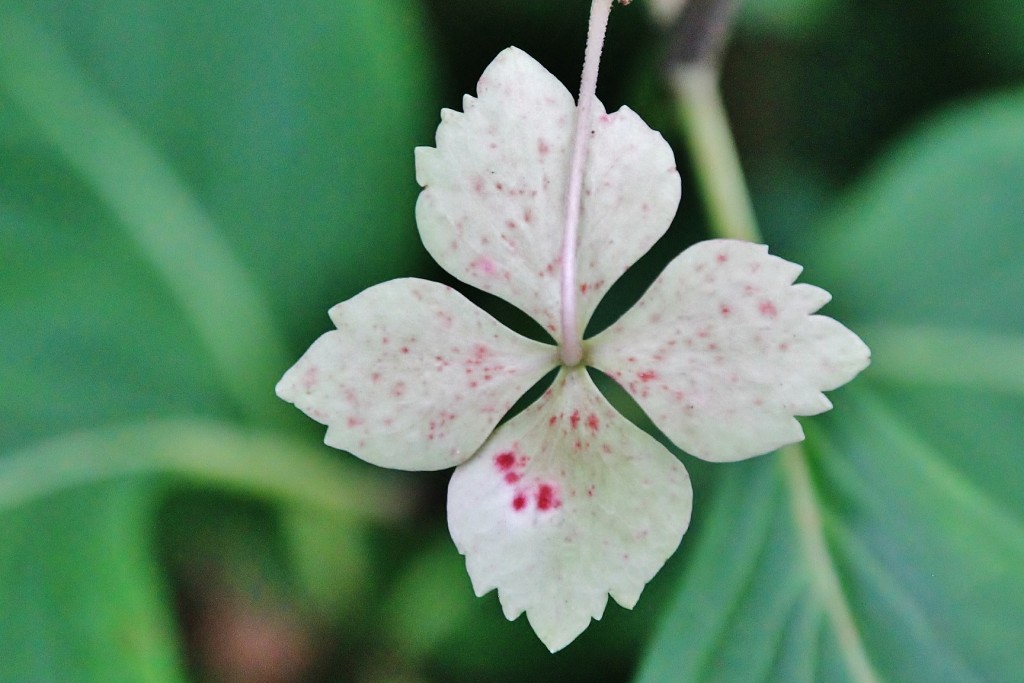 Foto: Jardín botánico Atlántico - Gijón (Asturias), España