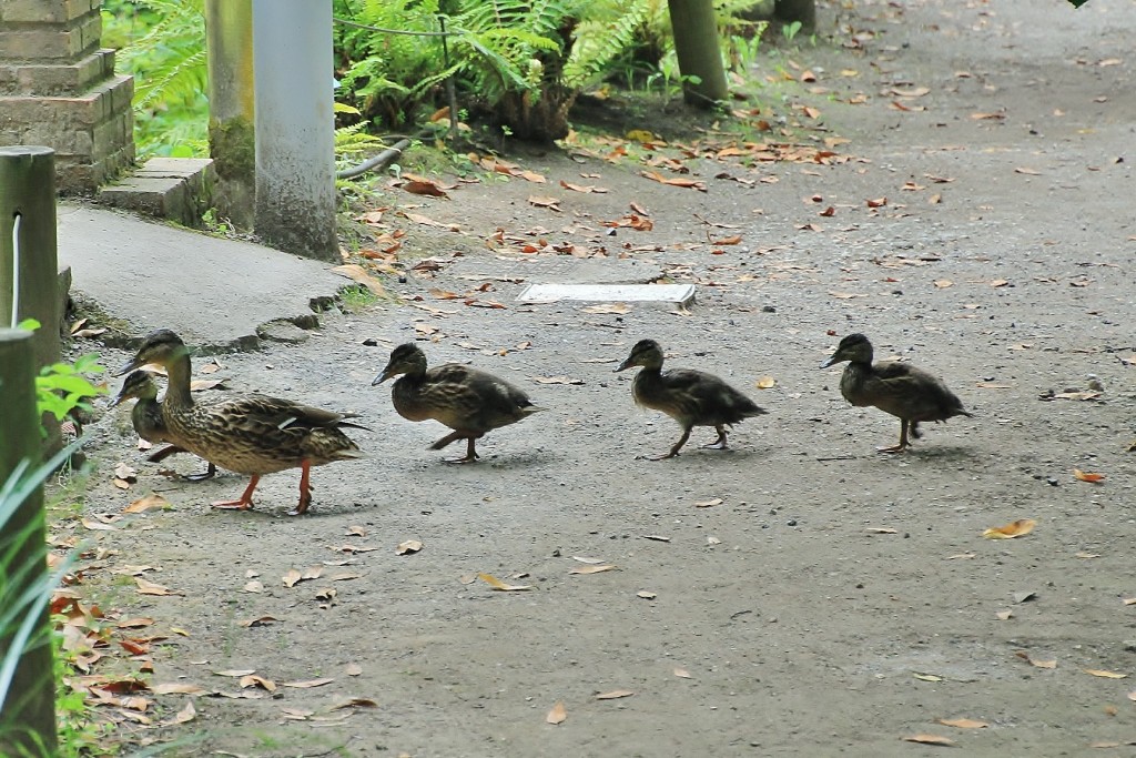 Foto: Jardín botánico Atlántico - Gijón (Asturias), España