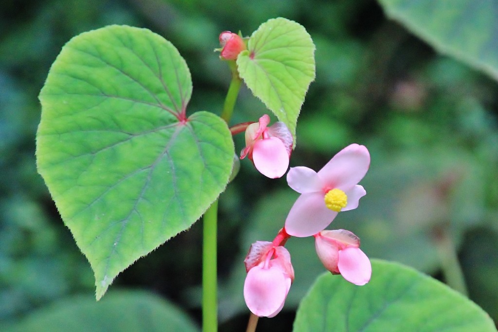 Foto: Jardín botánico Atlántico - Gijón (Asturias), España