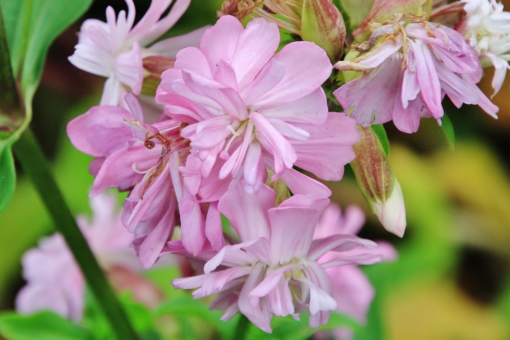 Foto: Jardín botánico Atlántico - Gijón (Asturias), España