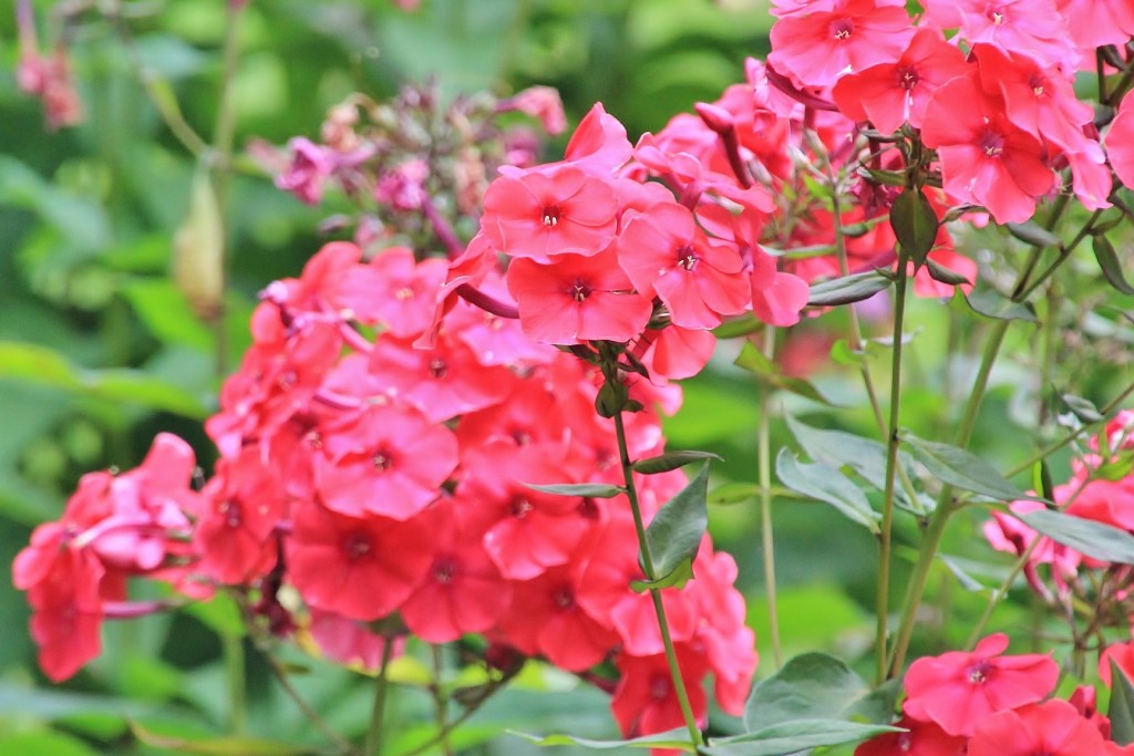 Foto: Jardín botánico Atlántico - Gijón (Asturias), España