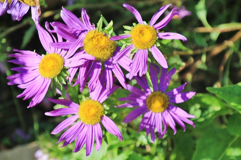 Foto: Plantación de Dalias - Capolat (Barcelona), España