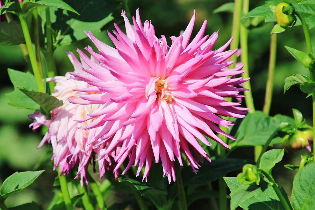 Foto: Plantación de Dalias - Capolat (Barcelona), España