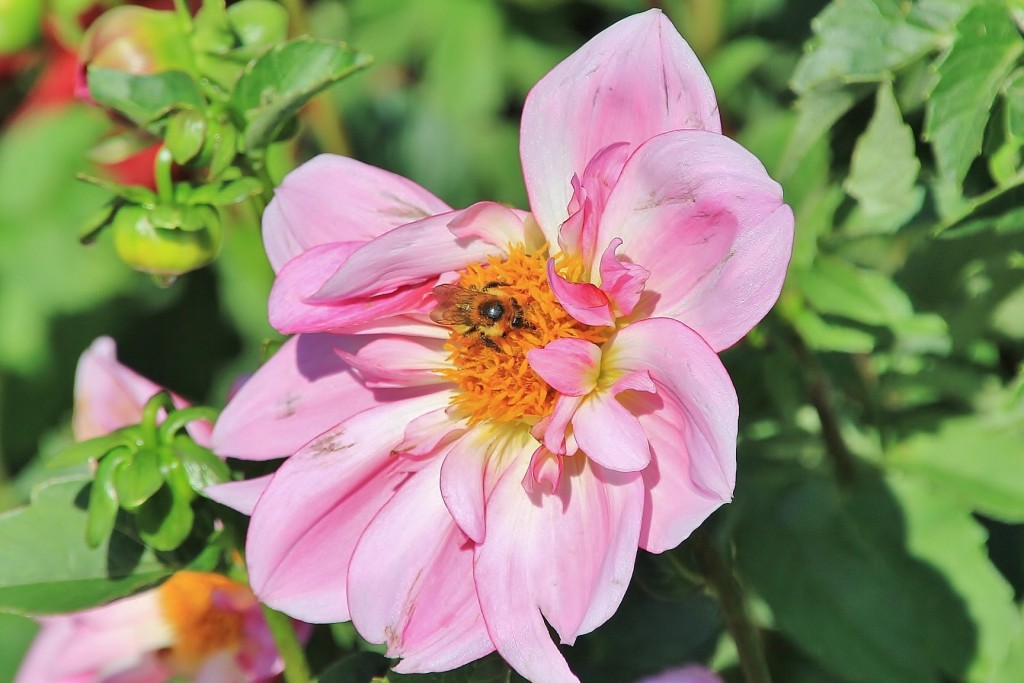 Foto: Plantación de Dalias - Capolat (Barcelona), España