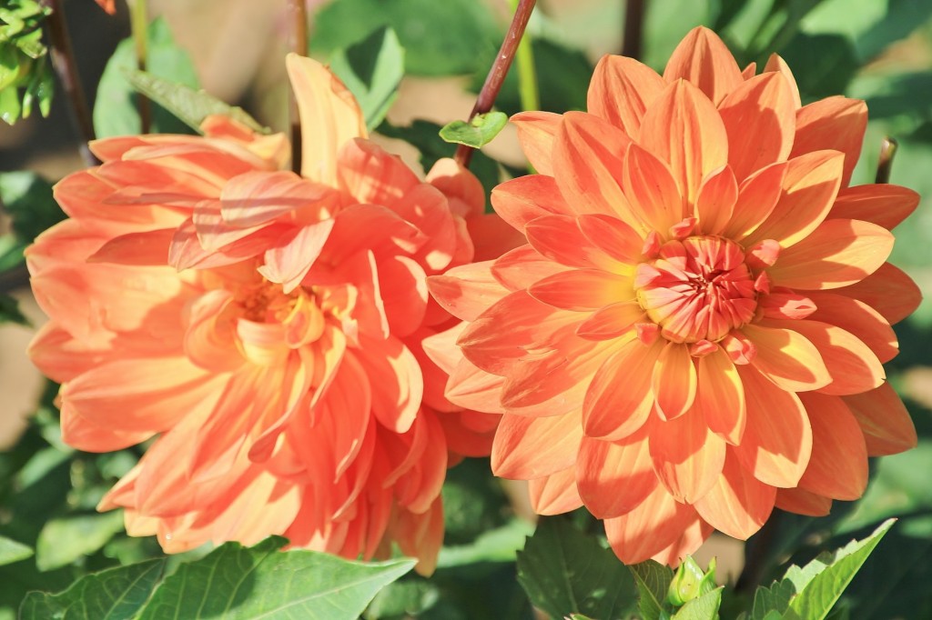 Foto: Plantación de Dalias - Capolat (Barcelona), España
