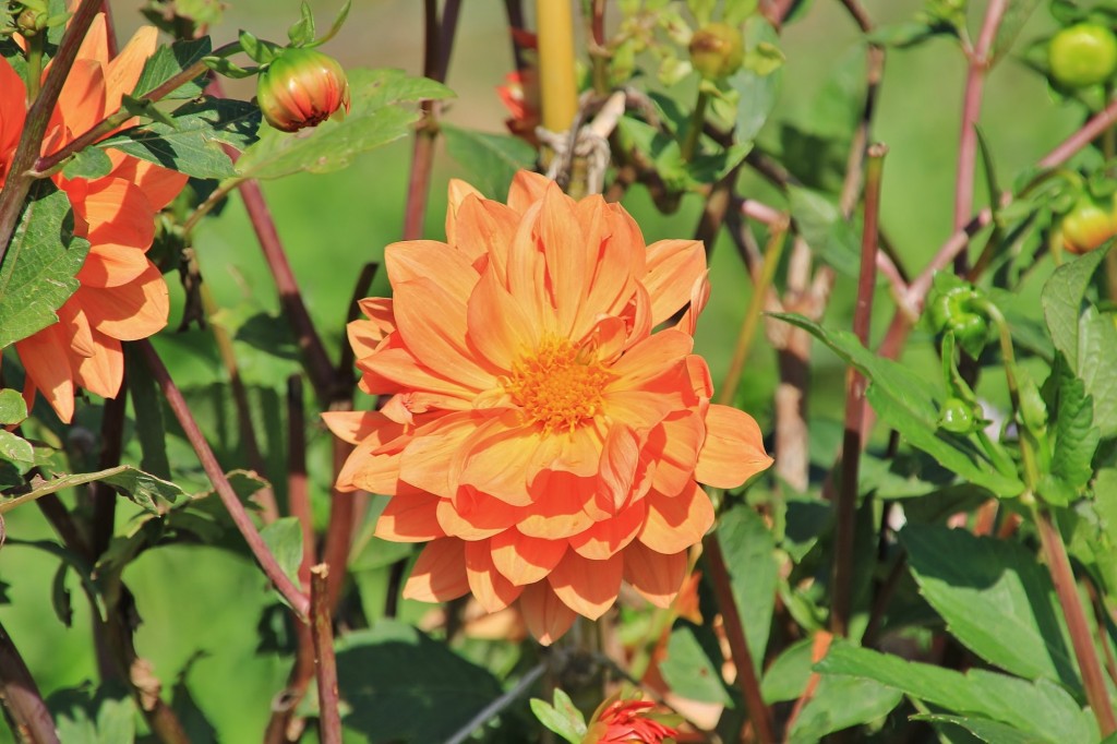 Foto: Plantación de Dalias - Capolat (Barcelona), España