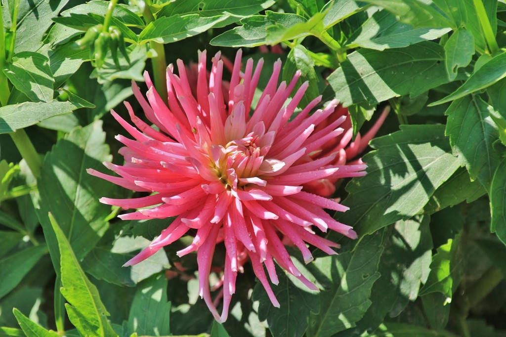 Foto: Plantación de Dalias - Capolat (Barcelona), España