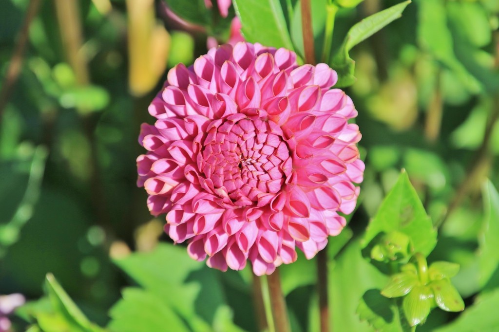 Foto: Plantación de Dalias - Capolat (Barcelona), España
