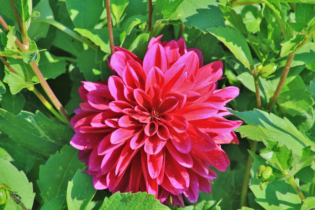 Foto: Plantación de Dalias - Capolat (Barcelona), España