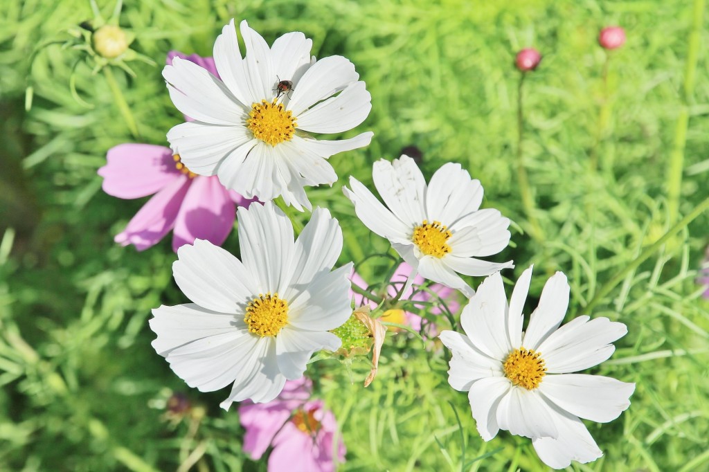 Foto: Plantación de Dalias - Capolat (Barcelona), España