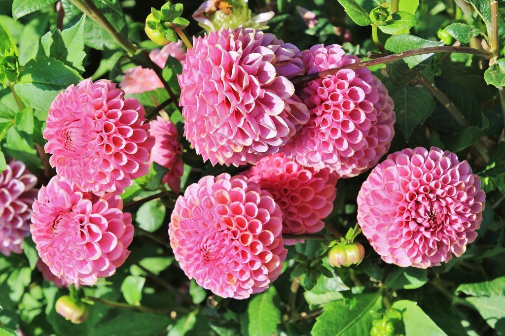 Foto: Plantación de Dalias - Capolat (Barcelona), España