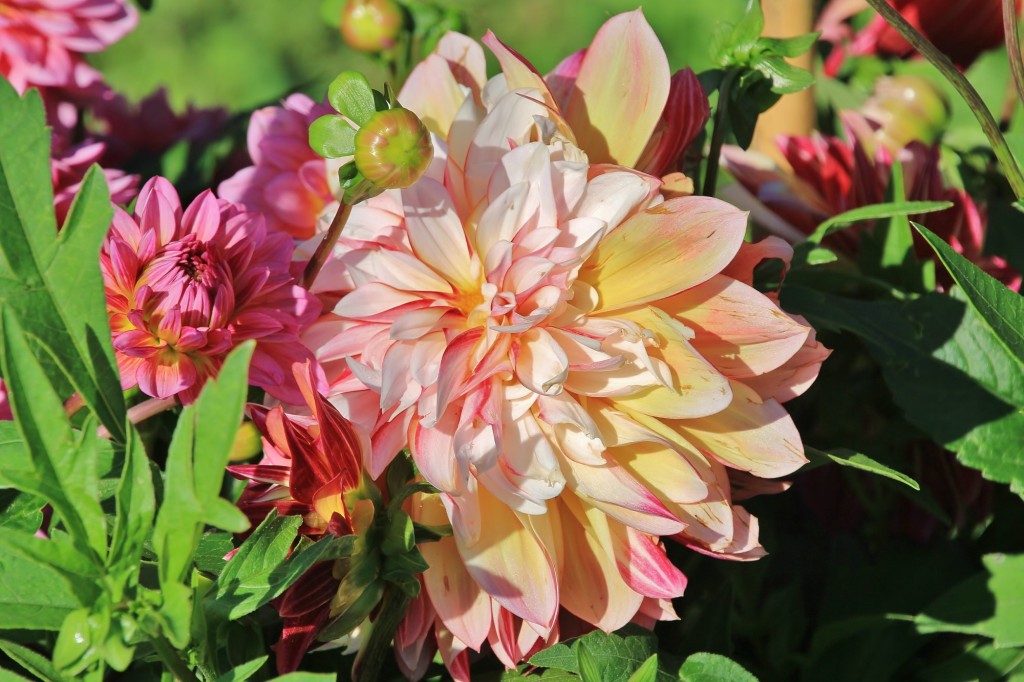 Foto: Plantación de Dalias - Capolat (Barcelona), España