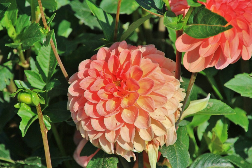 Foto: Plantación de Dalias - Capolat (Barcelona), España