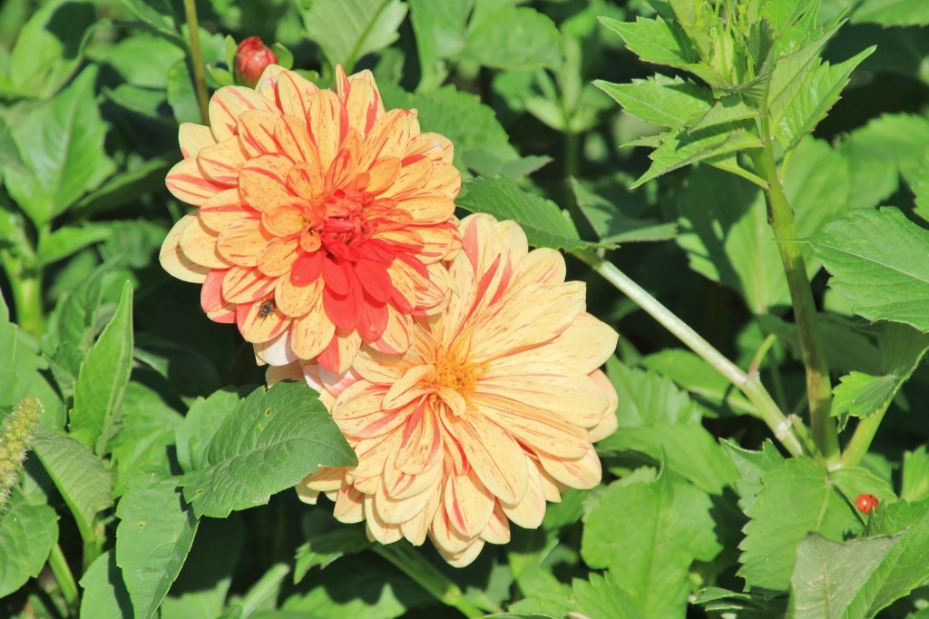 Foto: Plantación de Dalias - Capolat (Barcelona), España