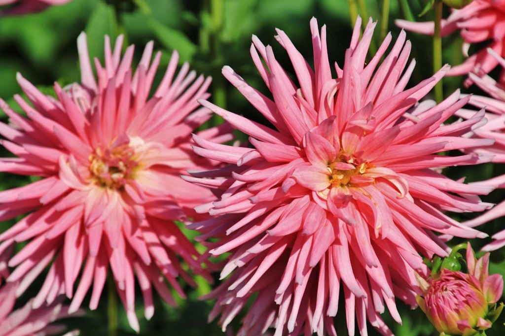 Foto: Plantación de Dalias - Capolat (Barcelona), España