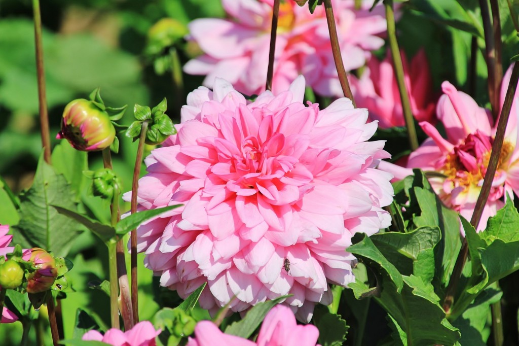 Foto: Plantación de Dalias - Capolat (Barcelona), España