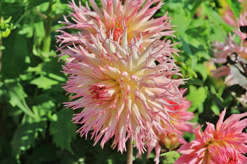 Foto: Plantación de Dalias - Capolat (Barcelona), España
