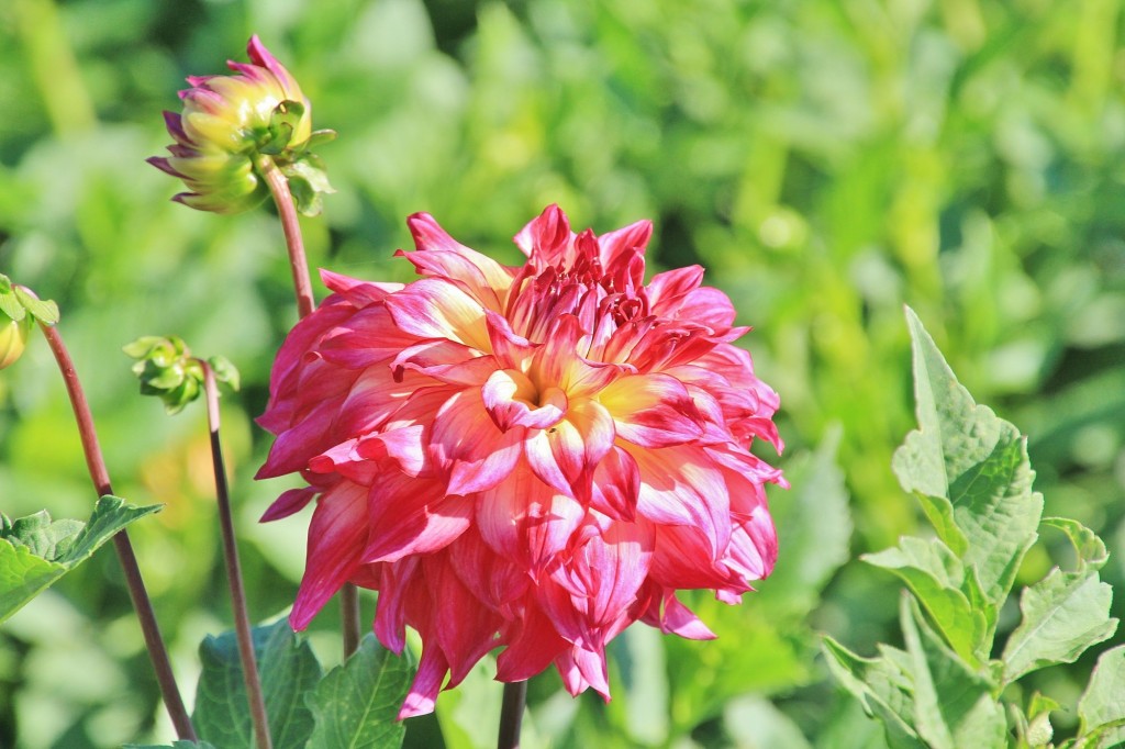 Foto: Plantación de Dalias - Capolat (Barcelona), España