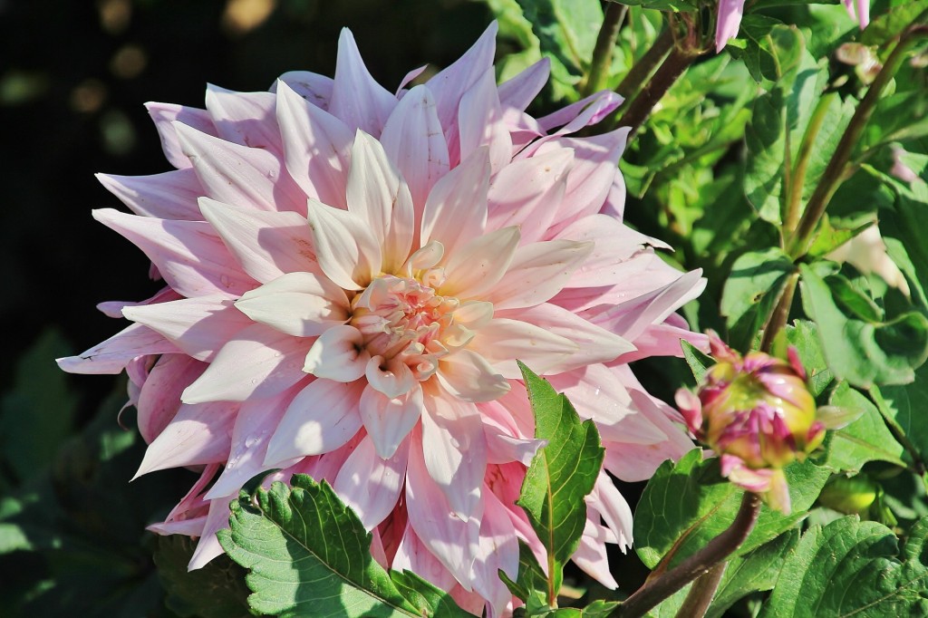Foto: Plantación de Dalias - Capolat (Barcelona), España