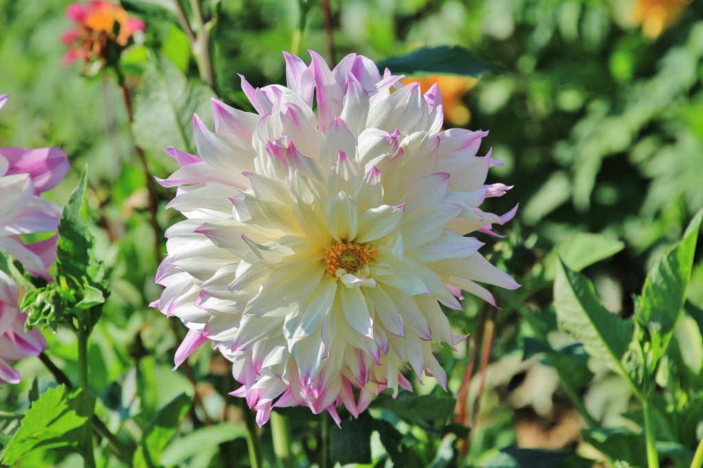 Foto: Plantación de Dalias - Capolat (Barcelona), España