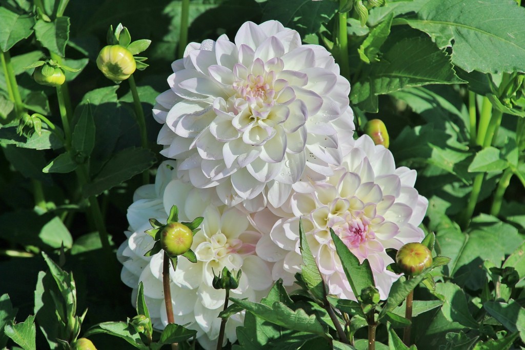 Foto: Plantación de Dalias - Capolat (Barcelona), España