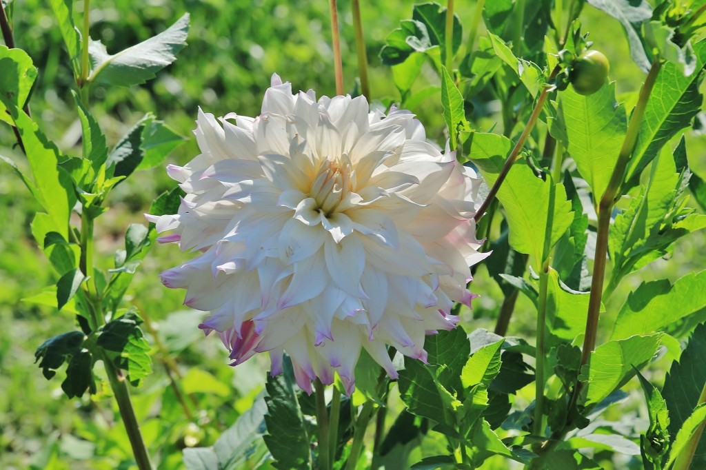 Foto: Plantación de Dalias - Capolat (Barcelona), España