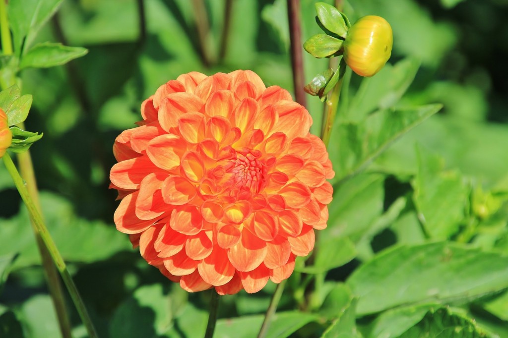 Foto: Plantación de Dalias - Capolat (Barcelona), España