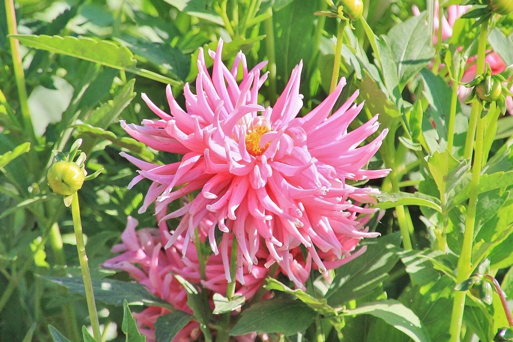 Foto: Plantación de Dalias - Capolat (Barcelona), España