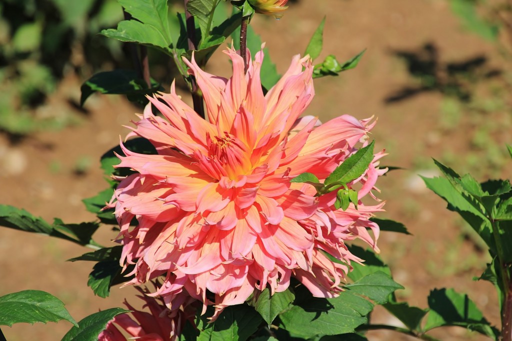 Foto: Plantación de Dalias - Capolat (Barcelona), España