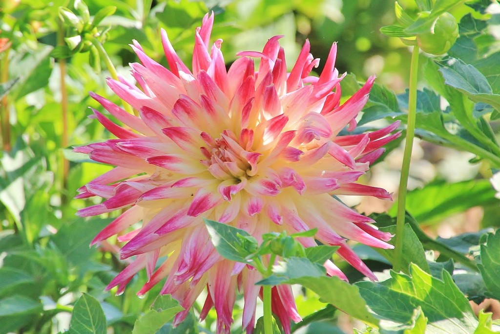 Foto: Plantación de Dalias - Capolat (Barcelona), España