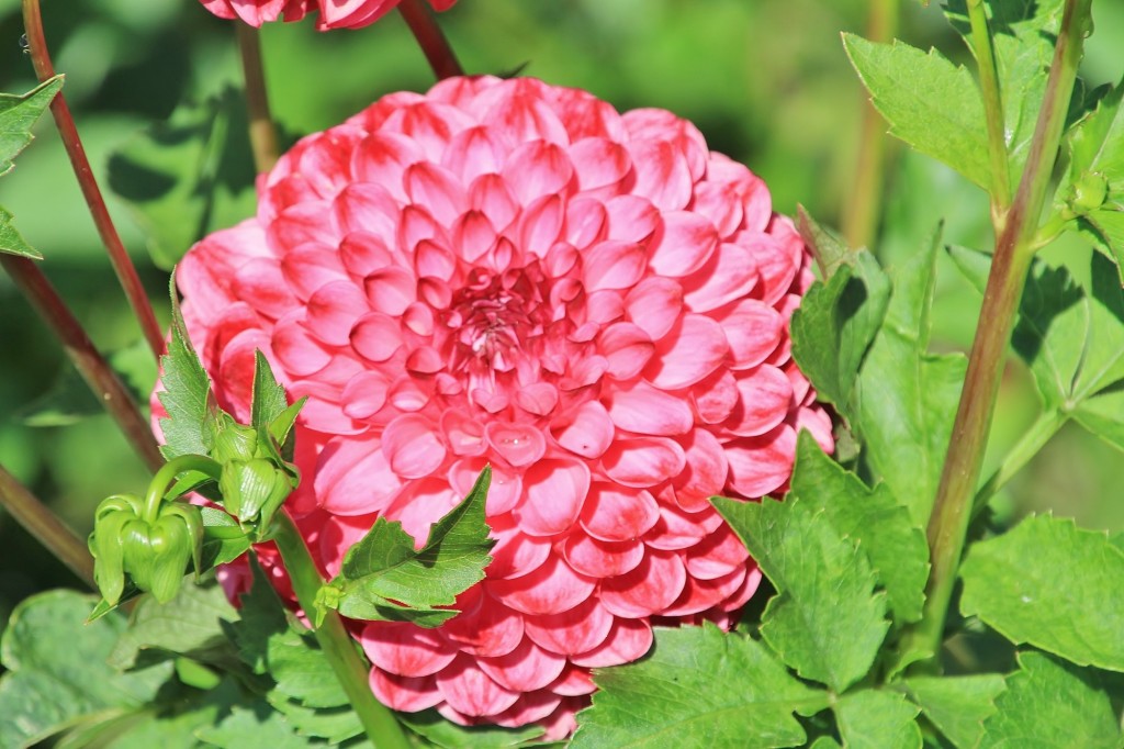 Foto: Plantación de Dalias - Capolat (Barcelona), España
