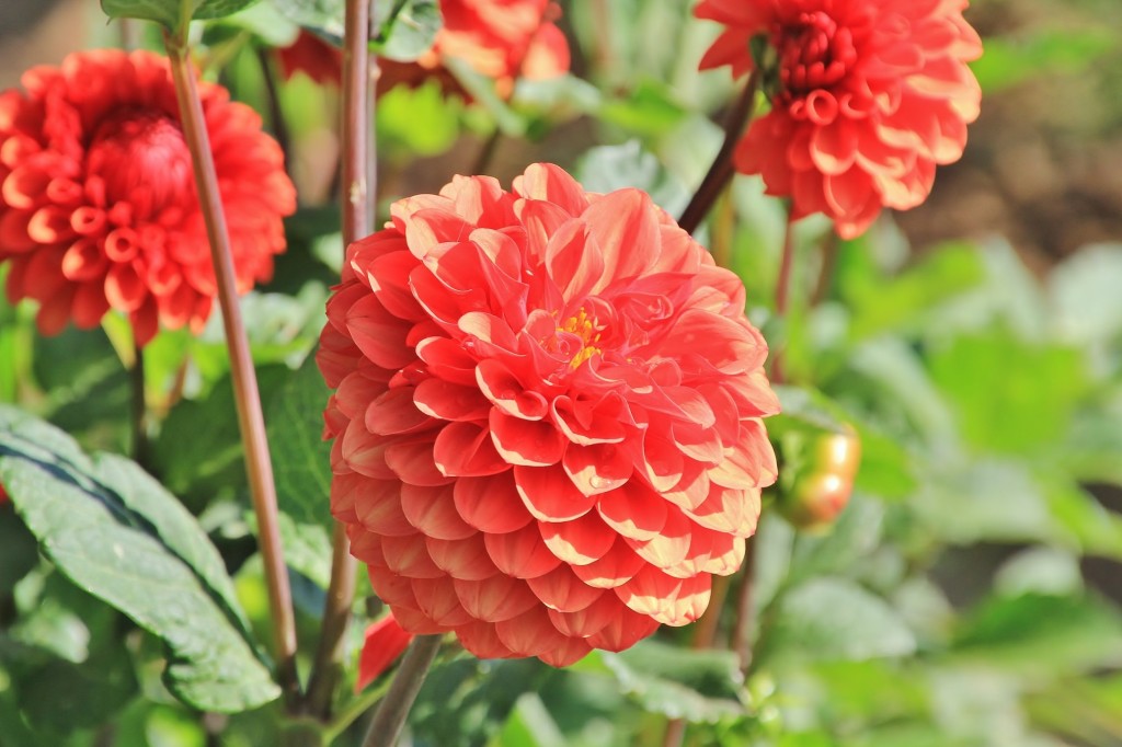 Foto: Plantación de Dalias - Capolat (Barcelona), España