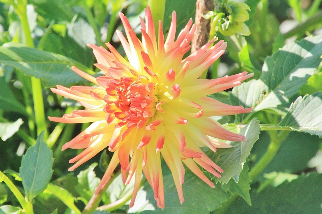 Foto: Plantación de Dalias - Capolat (Barcelona), España