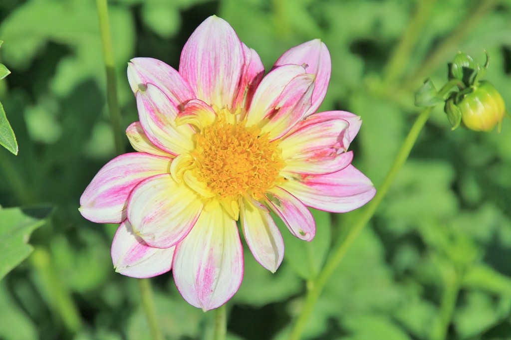 Foto: Plantación de Dalias - Capolat (Barcelona), España