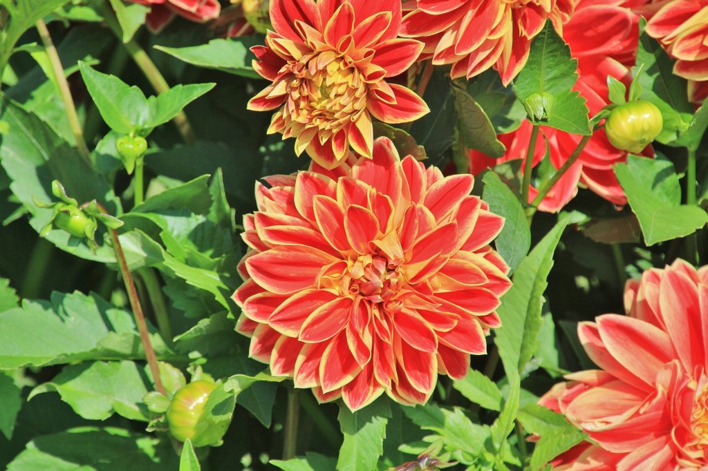 Foto: Plantación de Dalias - Capolat (Barcelona), España